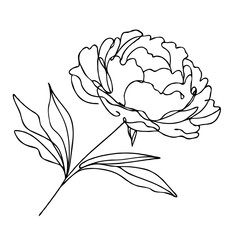 Obraz premium Outline of a blooming peony flower with leaves 