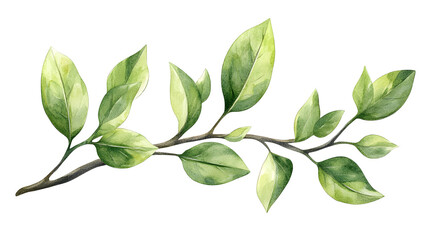 Fototapeta premium Elegant Exotic Leaves Isolated on White Background for Watercolor Botanical Designs
