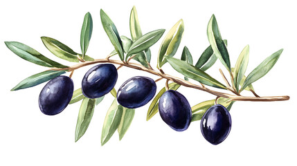 Elegant Greeting Card Template with Watercolor Black Olives for Professional Use