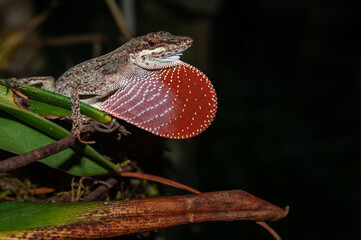 lizard with open red fan in close-up photograph with a view of its eyes and the texture of its scales. The lizard is found among the vegetation of a Colombian tropical forest.