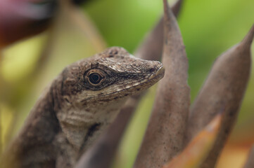 lizard in close-up photograph with a view of its eyes and the texture of its scales. The lizard is among the vegetation of a Colombian tropical forest.
