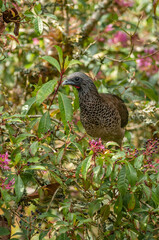 large bird in the middle of a tropical forest where there are flowers. A wild environment with natural colors.