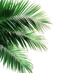 Obraz premium Green Palm Leaves Against White Background for Tropical Design