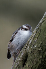 Short-toed treecreeper (Certhia brachydactyla) climbing on a tree.
