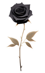 PNG Flower plant rose inflorescence.