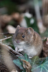 Bank vole (Clethrionomys glareolus) sitting on the ground.