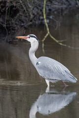Grey heron (Ardea cinerea) standing in a river.