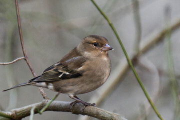 Female eurasian chaffinch, common chaffinch, or simply the chaffinch (Fringilla coelebs) sitting on a tree branch.