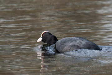 Coot swimming in a lake.