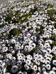 a field of daisies