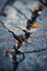 Fototapeta premium Macro shot of cracked asphalt with small plants and autumn leaves