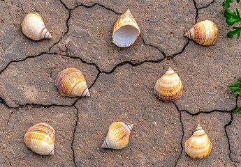Seashells Grouped Creatively on Cracked Concrete Surface Decorative Nature Display Still Life Scene