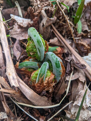 Close-up of a vibrant cluster of green Fiddleheads (Ostrich Fern) thriving on the forest floor. Highlighting the tranquility and beauty of natural food in nature during spring.