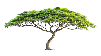 Green tropical tree with spreading branches on transparent background. Flora and fauna concept. 