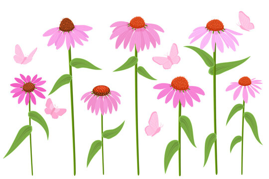 collection of purple coneflowers herbs with butterflies. set of blooming echinacea purpurea plants