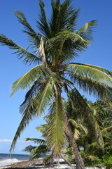 Kokosnussplame
