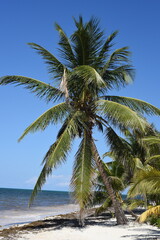 Kokospalme