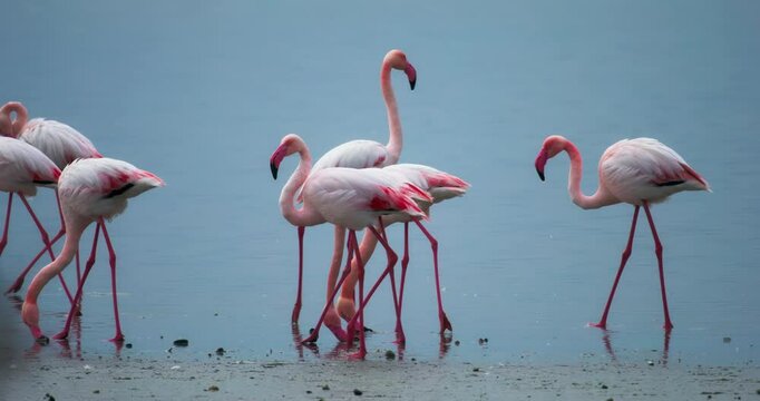 Stunning pink flamingos in a tranquil salt lake, dipping their beaks in the water. A breathtaking wildlife scene in a serene and picturesque landscape. High quality 4k footage