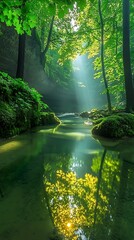 Obraz premium Sunlit Forest Stream Reflection