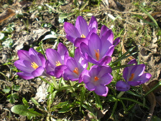 fioletowe krokusy  © Joanna