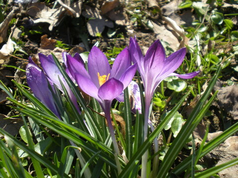 fioletowe krokusy 