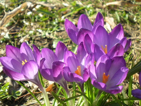 fioletowe krokusy 