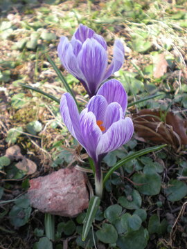 fioletowe krokusy 