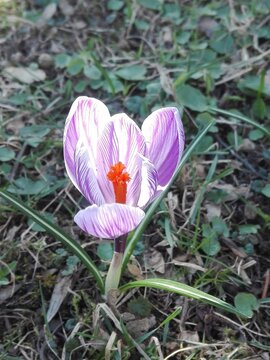 samotny fioletowy krokus 