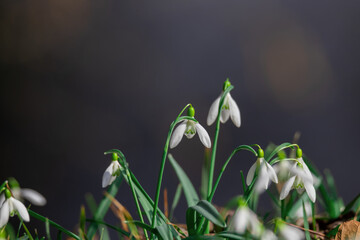 Close-Up of Blooming Snowdrop Flowers in a Natural Environment