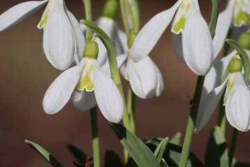 Fototapeta premium Flowering white pleated snowdrop (Galanthus plicatus) plants in spring garden