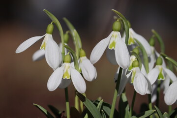 Fototapeta premium Flowering white pleated snowdrop (Galanthus plicatus) plants in spring garden