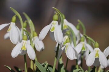 Fototapeta premium Flowering white pleated snowdrop (Galanthus plicatus) plants in spring garden