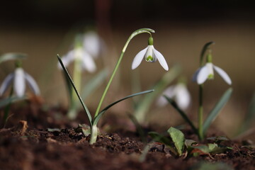 Flowering white snowdrop (Galanthus nivalis) plants in spring garden