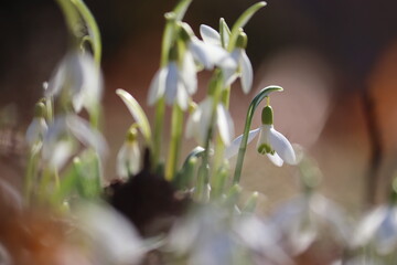 Obraz premium Flowering white snowdrop (Galanthus nivalis) plants in spring garden