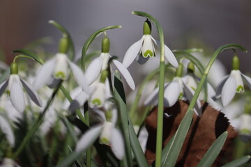 Flowering white snowdrop (Galanthus nivalis) plants in spring garden