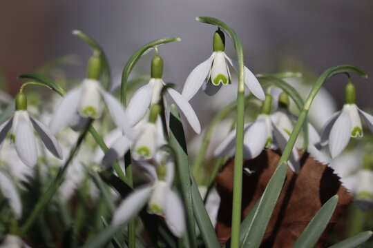 Flowering white snowdrop (Galanthus nivalis) plants in spring garden
