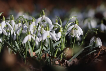 Flowering white snowdrop (Galanthus nivalis) plants in spring garden