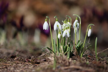 Flowering white snowdrop (Galanthus nivalis) plants in spring garden