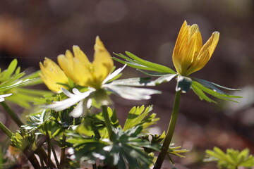 Obraz premium Flowering yellow winter aconite (Eranthis hyemalis) in spring garden