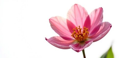 Obraz premium Delicate flower petals unfurl in morning light, spring, petals, isolated white background