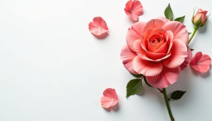 Fototapeta premium Simple and elegant flower arrangement on white, petals, elegant