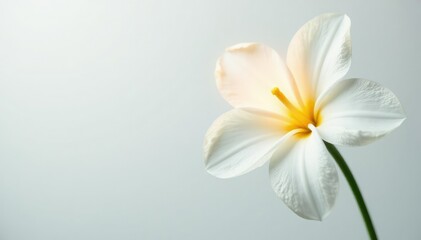 Fototapeta premium Softly lit and illuminated white flower on white background, soft light, white background