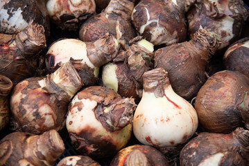 Hippeastrum bulbs waiting to be planted in the garden