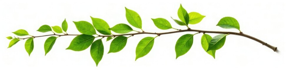 Fototapeta premium Isolated tree branch with leaves on white background, branch, isolated