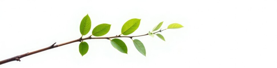 Single branch on white background with slight curvature, stem, isolated, nature