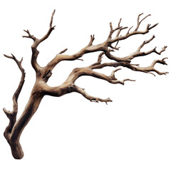 dead tree isolated on white