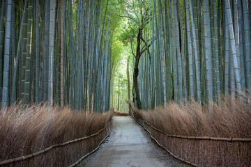 Arashiyama bamboo forest, Kyoto, Japan