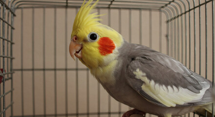 A parrot mimicking words in a cage.

