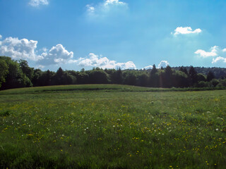 Lush Green Meadow Under Blue Sky