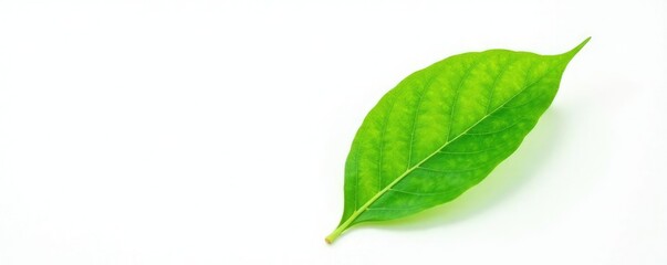 Naklejka premium delicate green leaf isolated on white background, flower, nature, photography